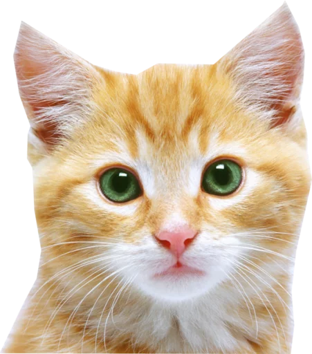 Telegram Sticker «Cats» 😺