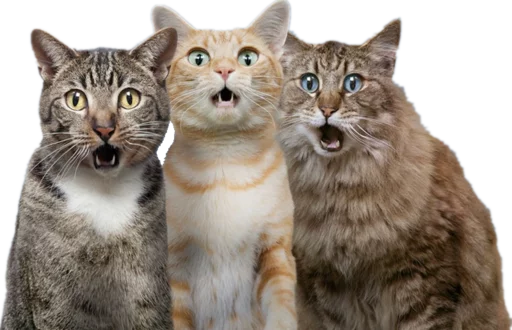 Telegram Sticker «Cats» 🙀