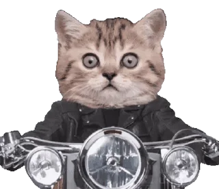 Стікер 😻 Cats… cats everywhere! 🏍