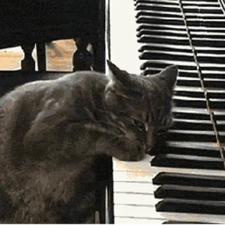 Стікер 😻 Cats… cats everywhere! 🎹
