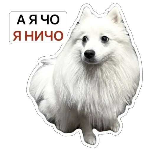 Telegram Sticker «Nixie the Spitz» 😅