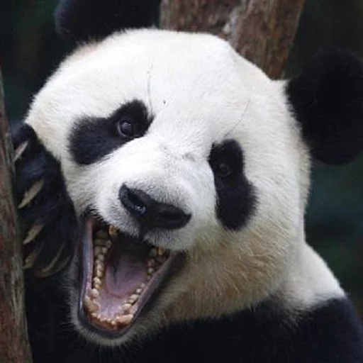 Lazy Panda stiker 😖