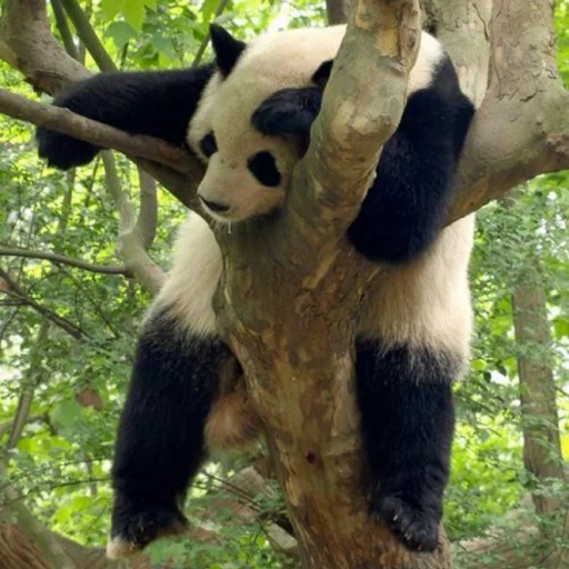 Стікер Lazy Panda 😔