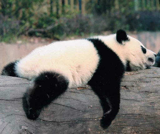 Lazy Panda stiker 😴