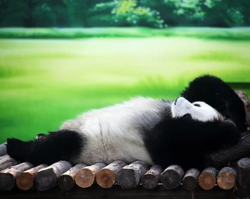 Lazy Panda stiker 🤤