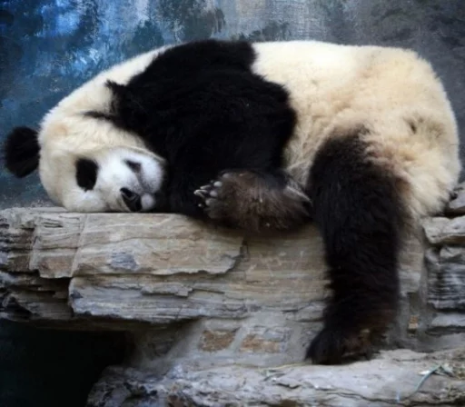 Lazy Panda emoji 😑