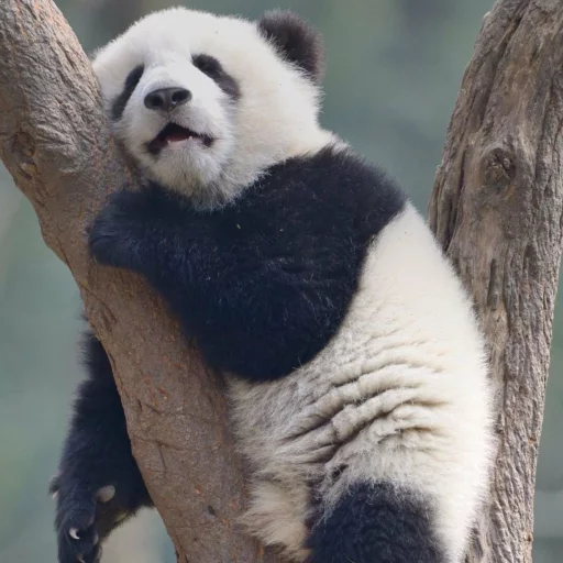 Стикер Lazy Panda 😑