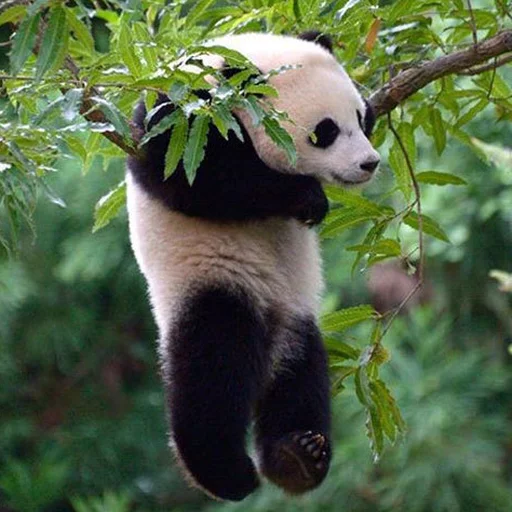 Lazy Panda stiker 😁