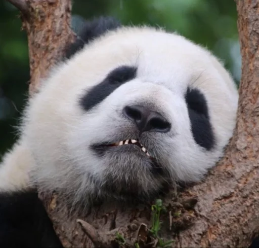 Lazy Panda emoji 😬