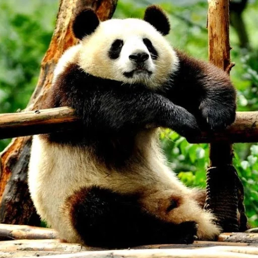 Стикер Lazy Panda 😒