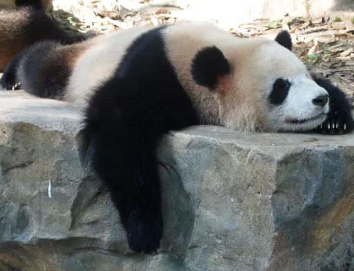 Lazy Panda emoji 😋
