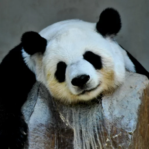 Стікер Telegram «Lazy Panda» 😊