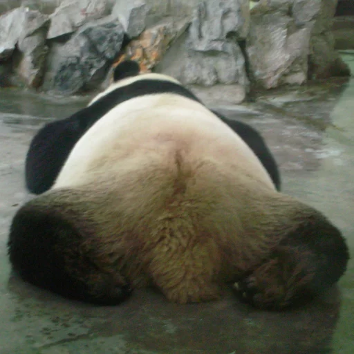 Lazy Panda stiker 🚶