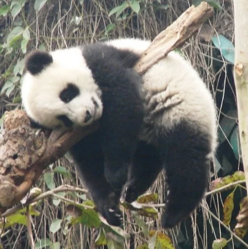 Lazy Panda stiker 😜
