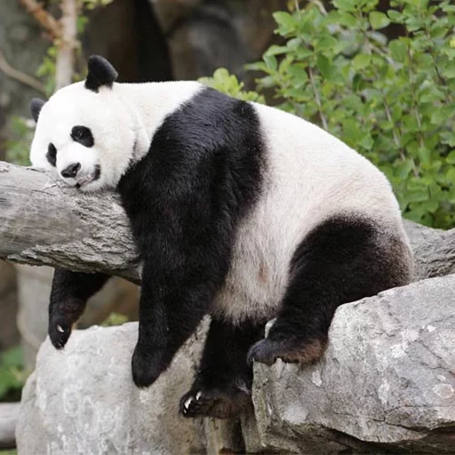 Lazy Panda stiker 😶