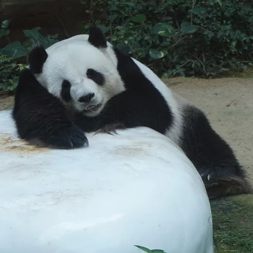 Стикер Lazy Panda 😩