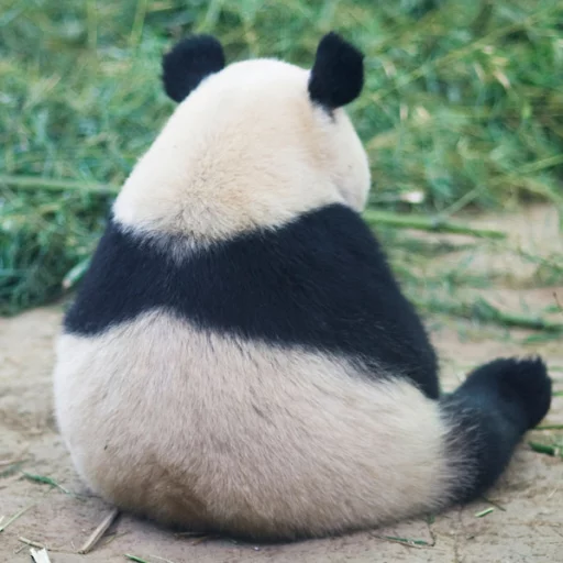 Lazy Panda emoji 😝