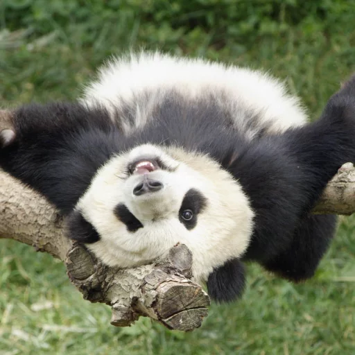 Lazy Panda stiker 🙃
