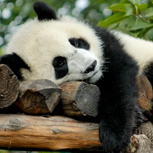 Lazy Panda stiker 😉
