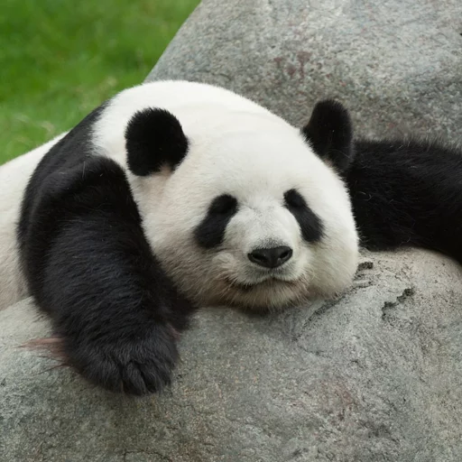 Lazy Panda stiker 🤑