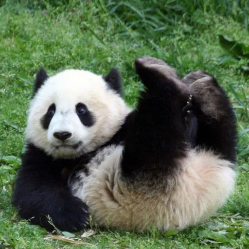 Lazy Panda stiker 😳