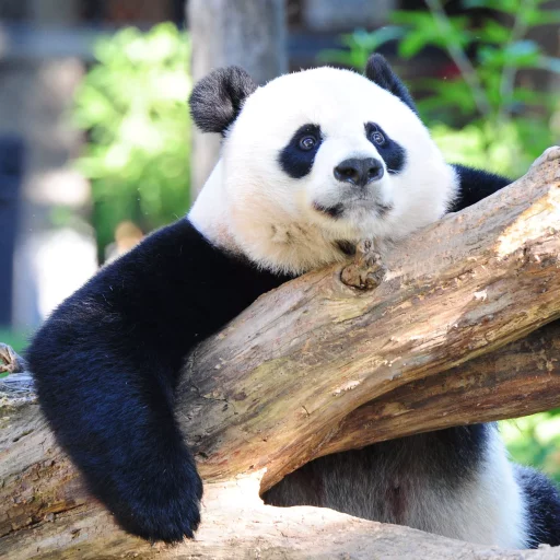 Lazy Panda stiker 🤘