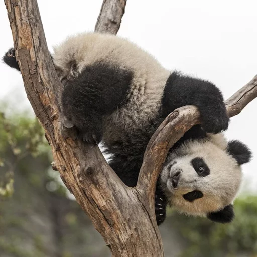 Lazy Panda stiker 👌