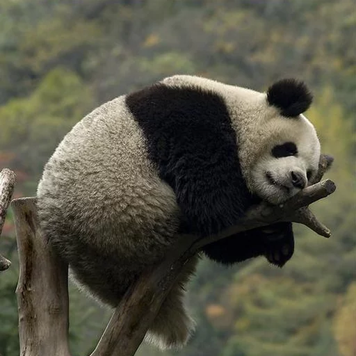 Стікер Lazy Panda 💪