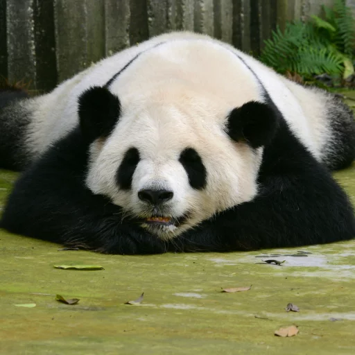 Lazy Panda emoji ✊️