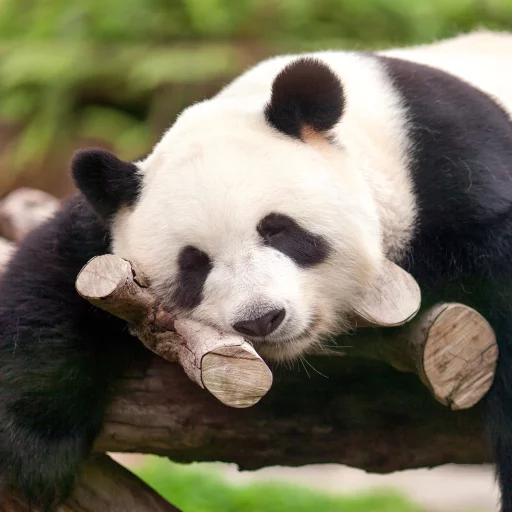 Lazy Panda stiker 🙂