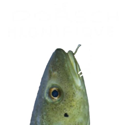 Telegram Sticker «Le Dorsch magnifique» 😍
