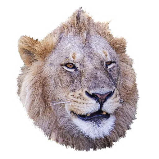 Стикеры телеграм Lion life