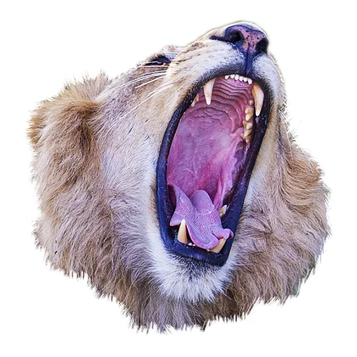 Lion life emoji 🥱