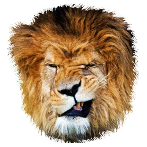 Стікер Telegram «Lion life» 🤨