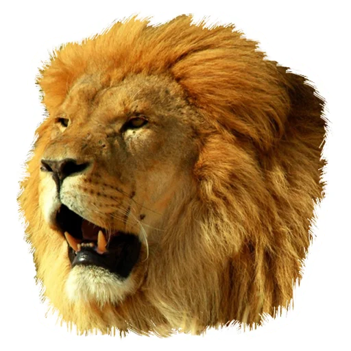 Стикер Lion life 😒