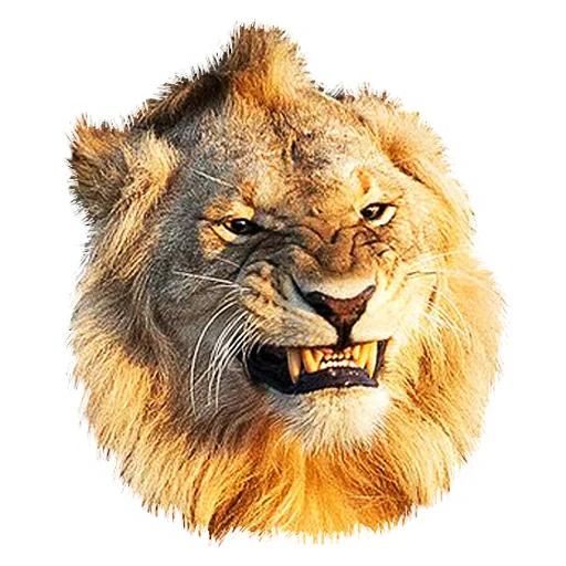 Стікер Lion life 😡