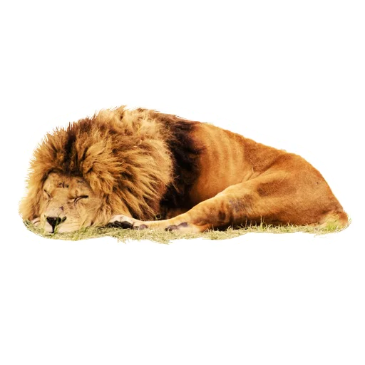 Стікер Lion life 😴