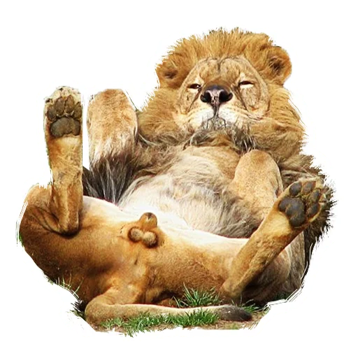 Стикер Telegram «Lion life» ❤️
