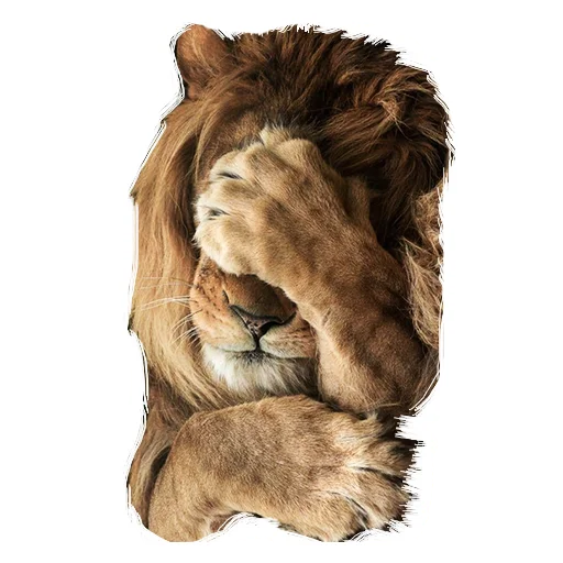 Lion life stiker 🤭