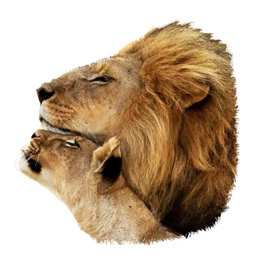 Стикер Lion life 👩‍❤️‍👨