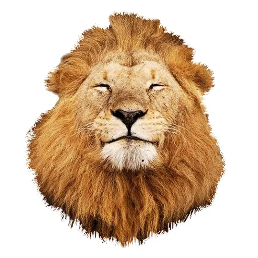 Lion life emoji 😎