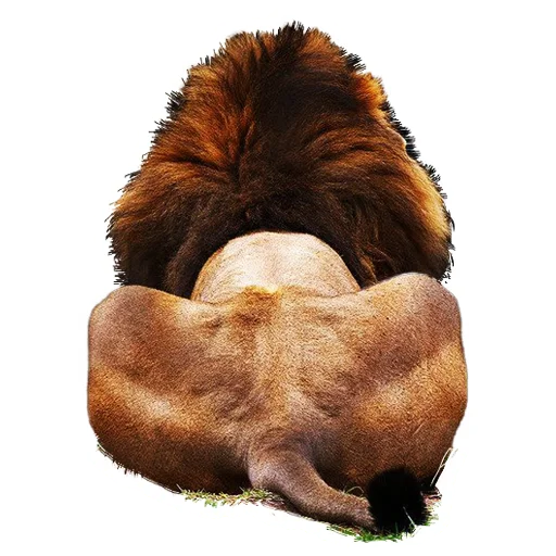 Telegram stiker «Lion life» 👣