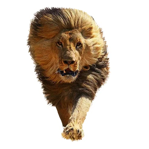 Lion life stiker 👹