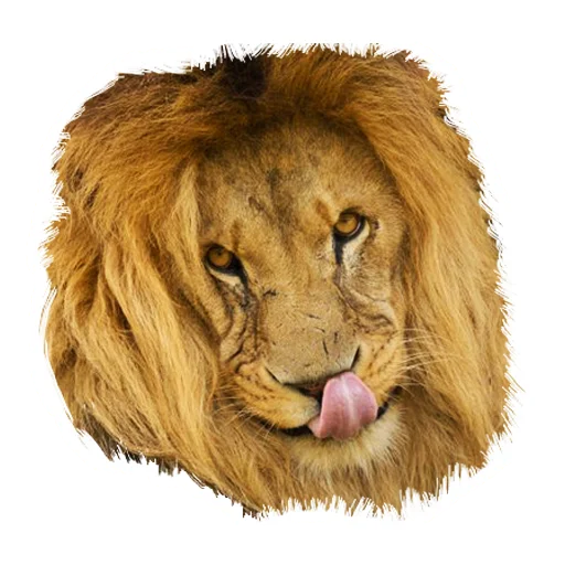 Стикер Telegram «Lion life» 😜