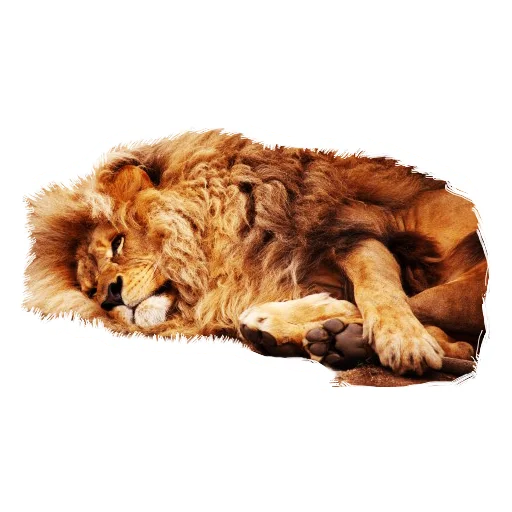 Lion life stiker 😔