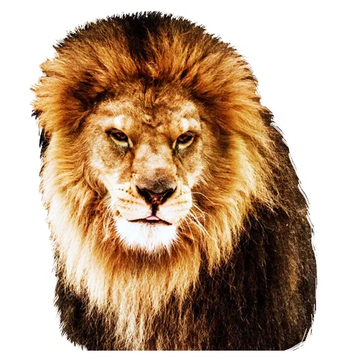 Стикер Lion life 🧐