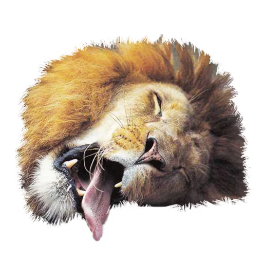 Lion life emoji 🥵