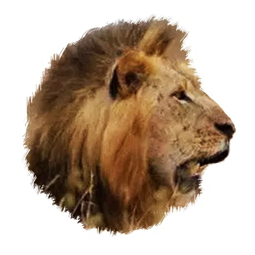 Lion life stiker 😲