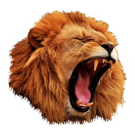 Lion life stiker 🦁