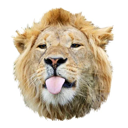 Стікер Lion life 😛
